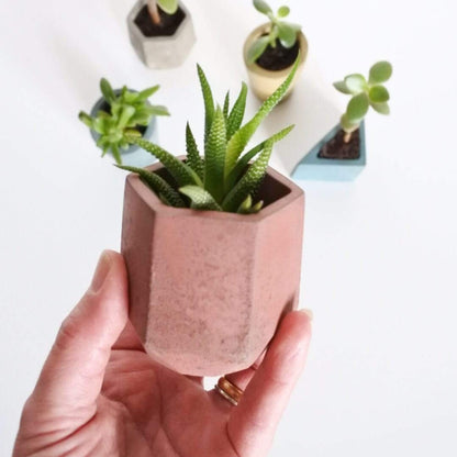 Fern Vessel Concrete Mini Vessel - Hexagon