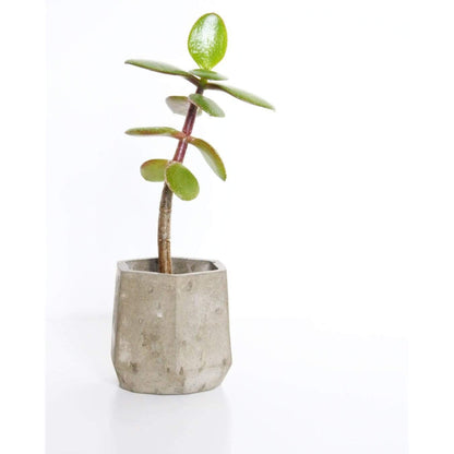 Fern Vessel Natural Concrete Concrete Mini Vessel - Hexagon